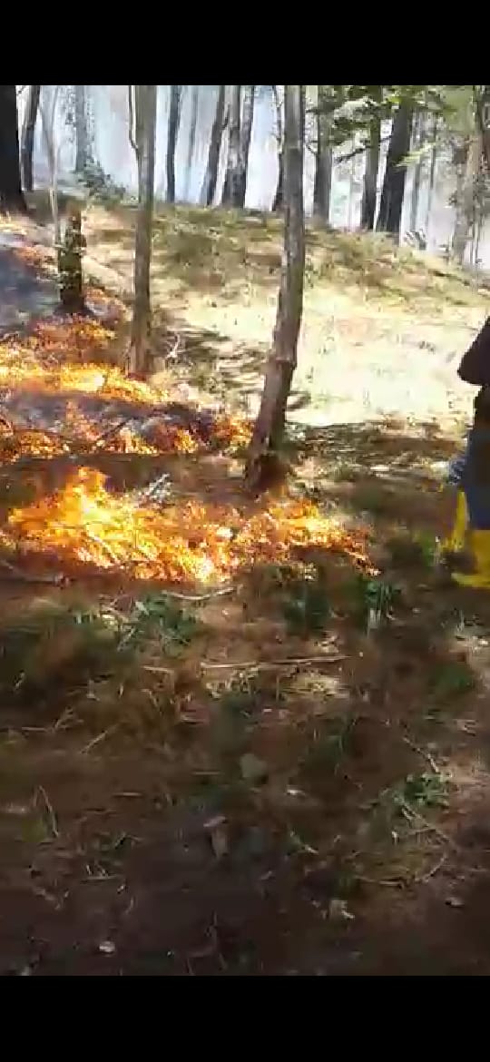 Breaking News : Kawasan Hutan Lindung Pinus Loka Jeneponto Terbakar