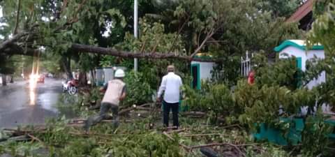 Eksekusi Pohon Tumbang, BPBD Selayar Terjunkan 9 Personil TRC