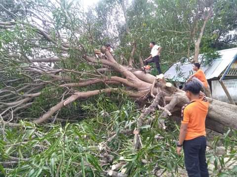 BPBD Selayar Evakuasi Pasca Bencana Pohon Tumbang Di Kecamatan Bontosikuyu