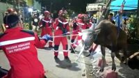 Terperosot Ke Selokan, Sapi Kurban Diselamatkan Damkar