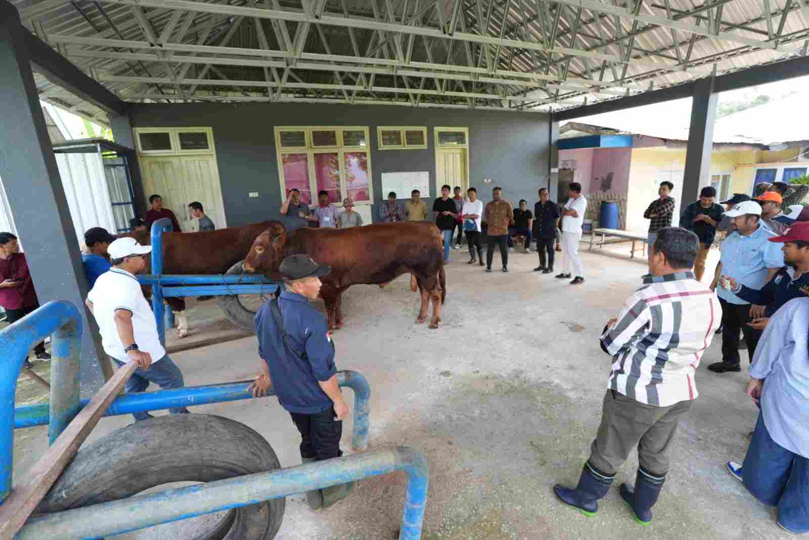 PJ Gubernur Sulbar Bahtiar Baharuddin Saat Meninjau Kondisi Peternakan Sapi