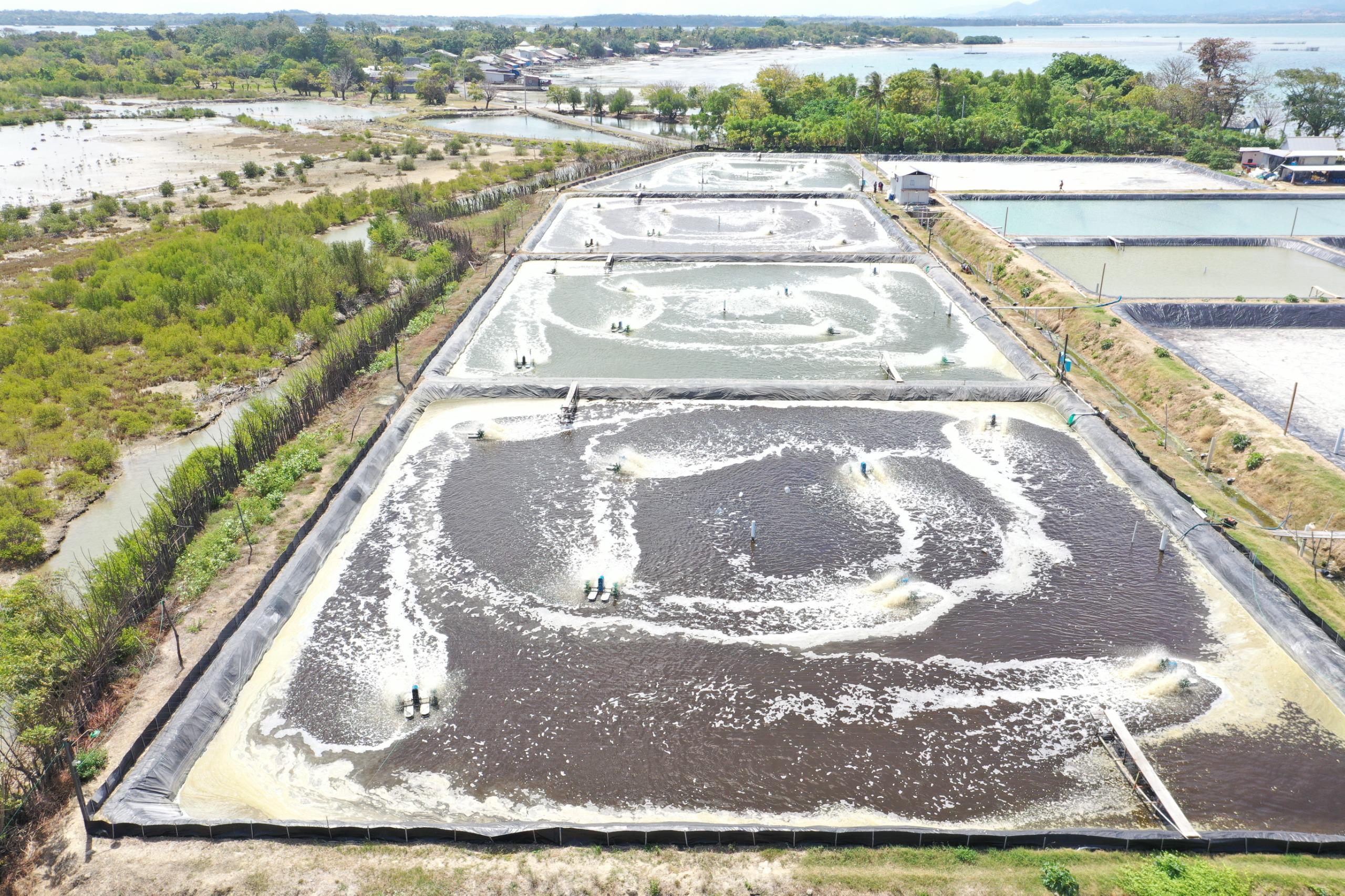 Listrik PLN Dorong Efisiensi 28% Untuk Usaha Tambak Udang di Takalar