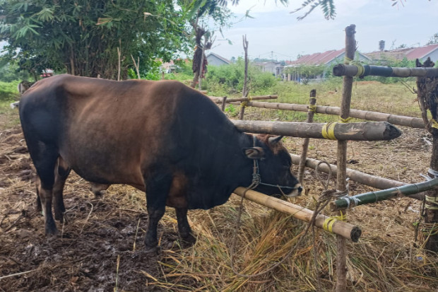 pemkab maros sediakan 34 ekor sapi kurban ndo