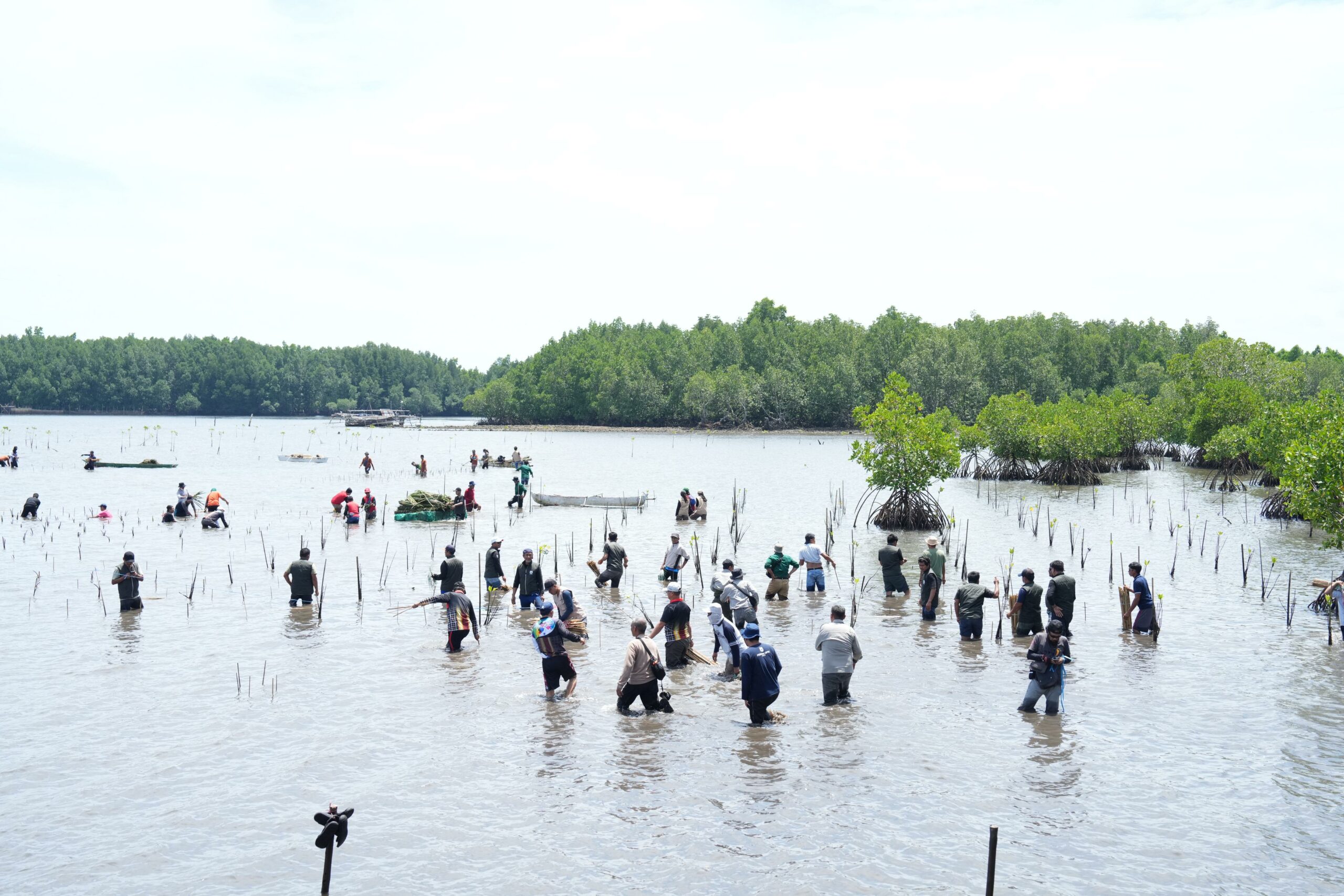 Tanam Mangrove Libatkan OPD dan Maysarakat PJ Bahtiar Ini Perlu Berkelanjutan Tanam Mangrove Libatkan OPD dan Masyarakat PJ Bahtiar Ini Perlu Berkelanjutan