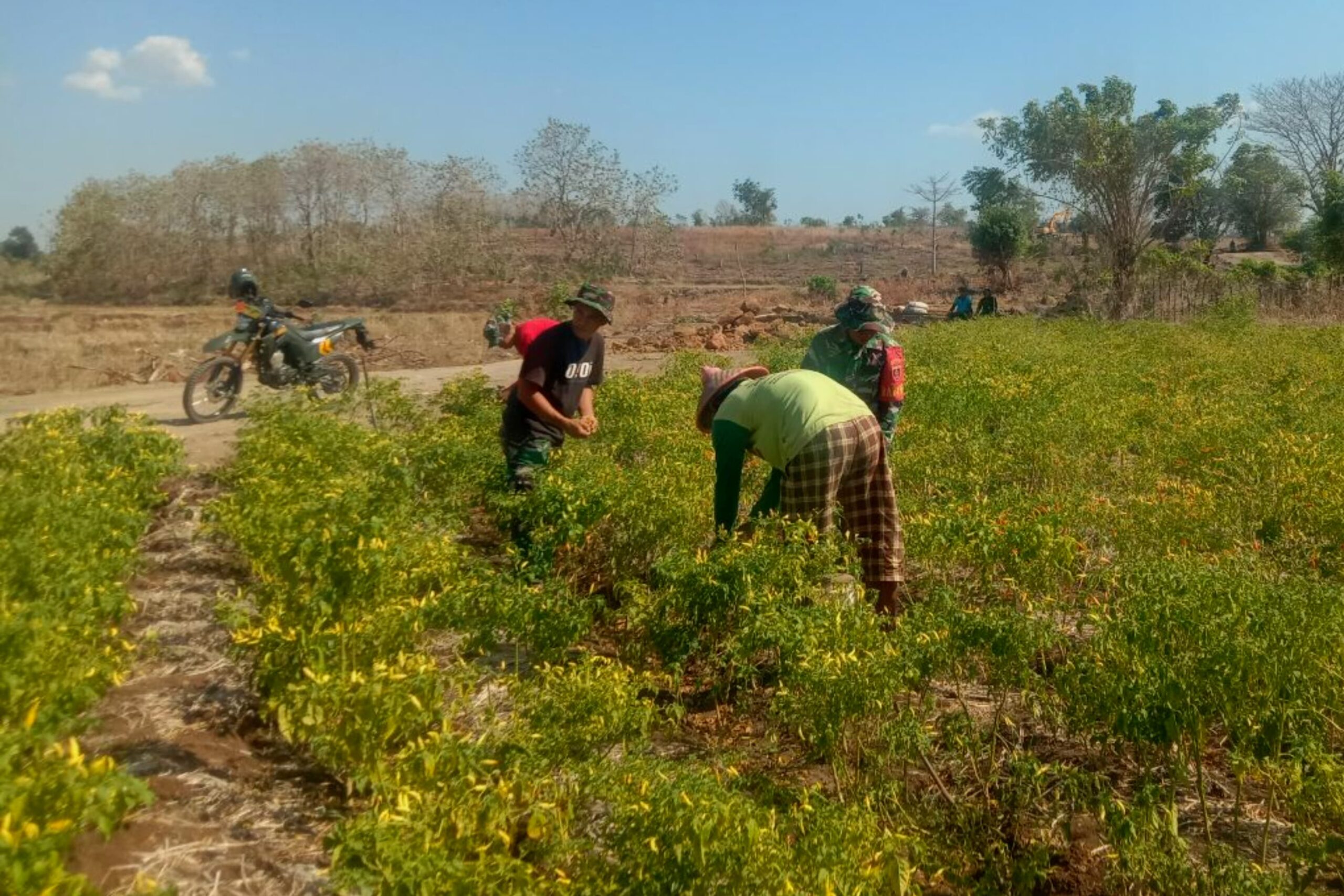 Peduli, Personil Satgas TMMD Ke 122 Kodim Jeneponto Bantu Warga Panen Cabe