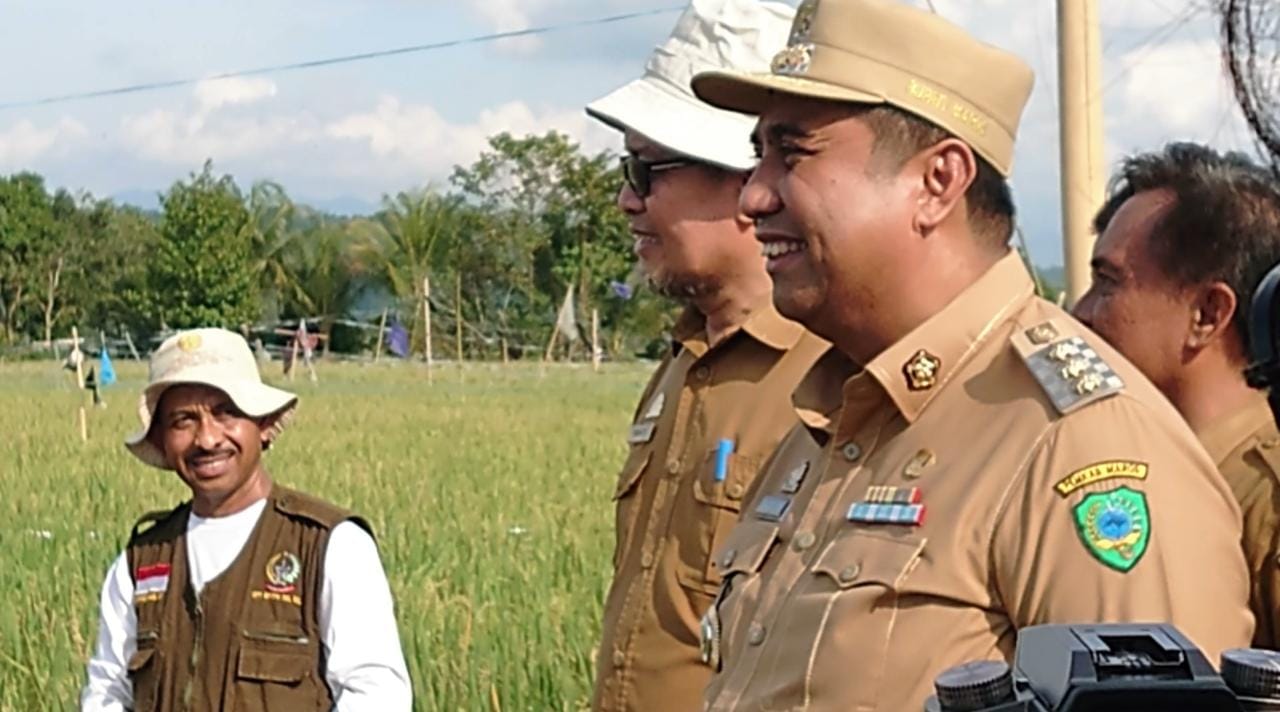 Bupati Maros Chaidir Syam Saat Meninjau Lokasi Sawah Yang Diserang Burung Pipit