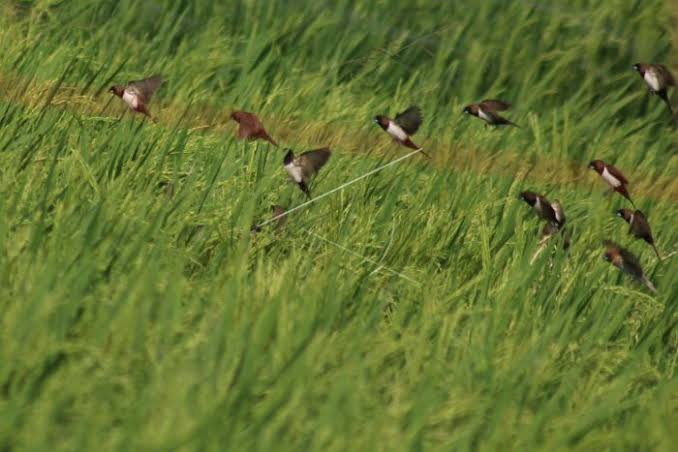 Burung Pipit Menyerang Tanaman Padi