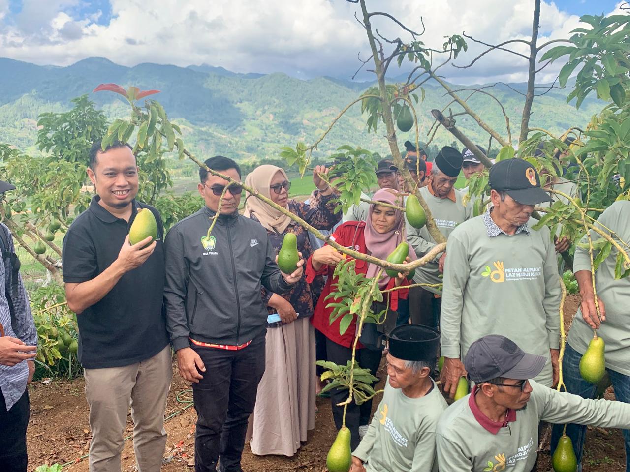 LAZ Hadji Kalla Panen Perdana Alpukat Varietas Unggul usai 3 Tahun Digarap