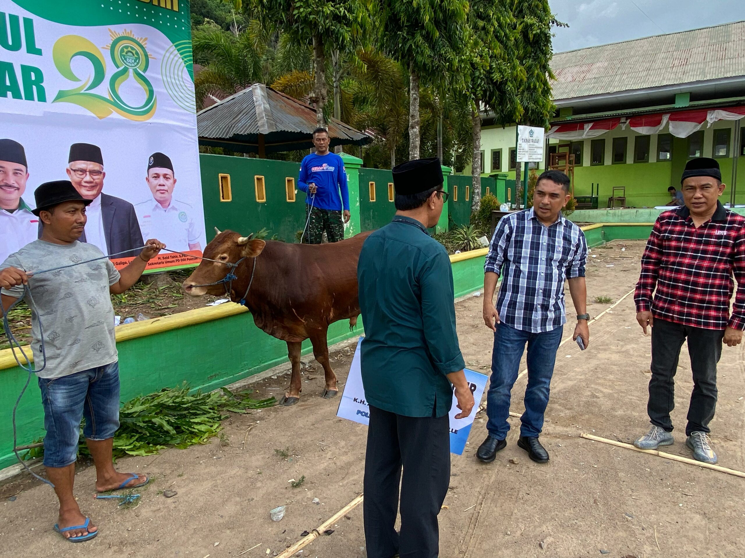 PJ Gubernur Sulbar Sumbang Dua Ekor Sapi Untuk  Haul Agh Abdurrahman Ambo Dalle