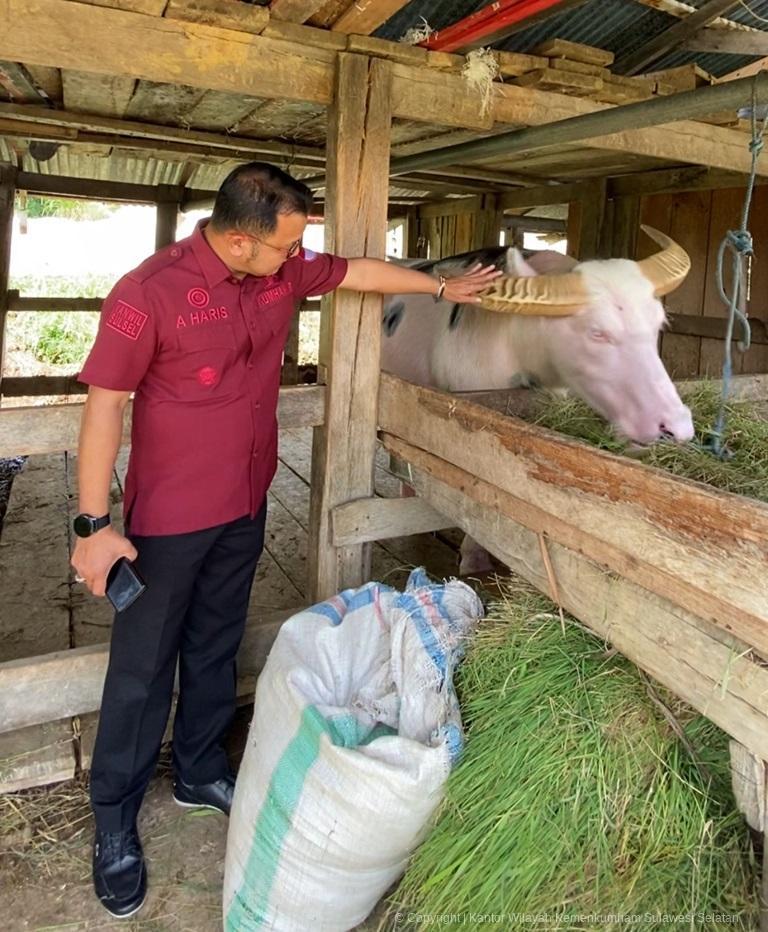 Kemenkum Sulsel Inventarisasi Potensi Kekayaan Intelektual Komunal Tedong Bonga
