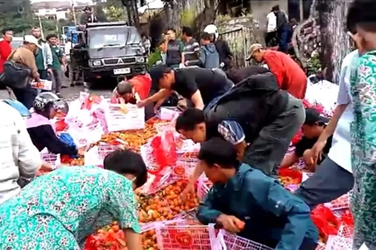 Warga Menjarah Mobil Pengangkut Jeruk yang Kecelakaan