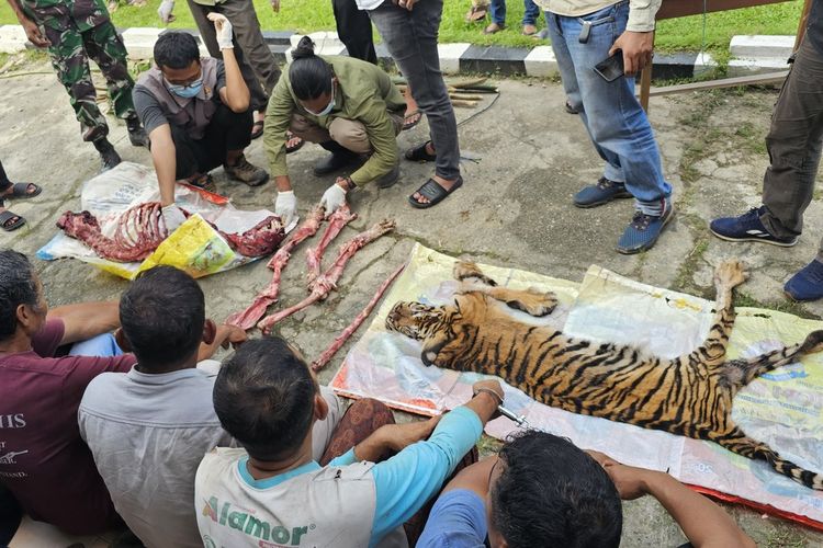 Harimau Sumatera Dibunuh dan Dikuliti, Polisi Tangkap 6 Pelaku
