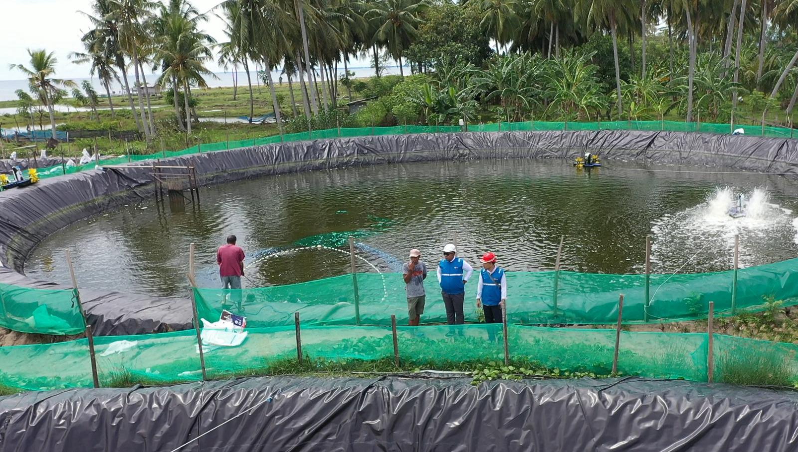Listrik Hijau PLN Tekan Biaya Tambak Udang Hingga 70 Persen di Sulbar