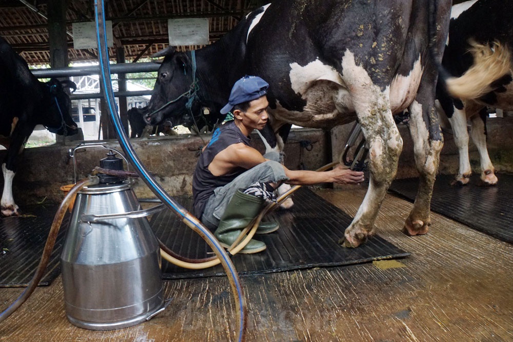Ilustrasi Sapi Perah