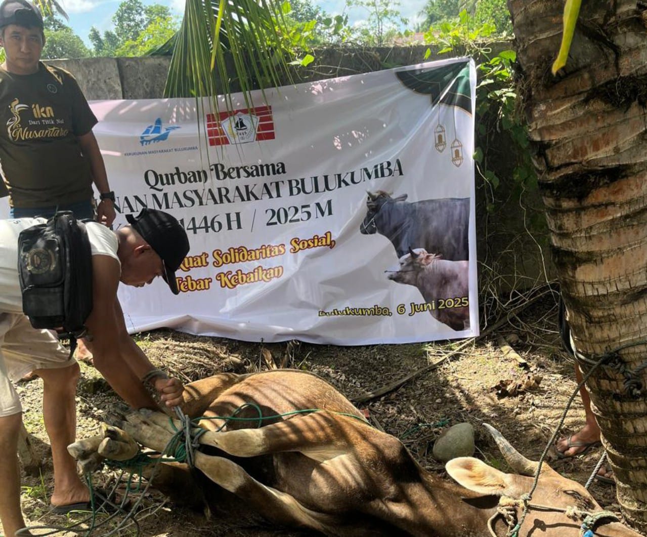 Salurkan 14 Sapi Kurban, Bupati Andi Utta Apresiasi KM Bulukumba