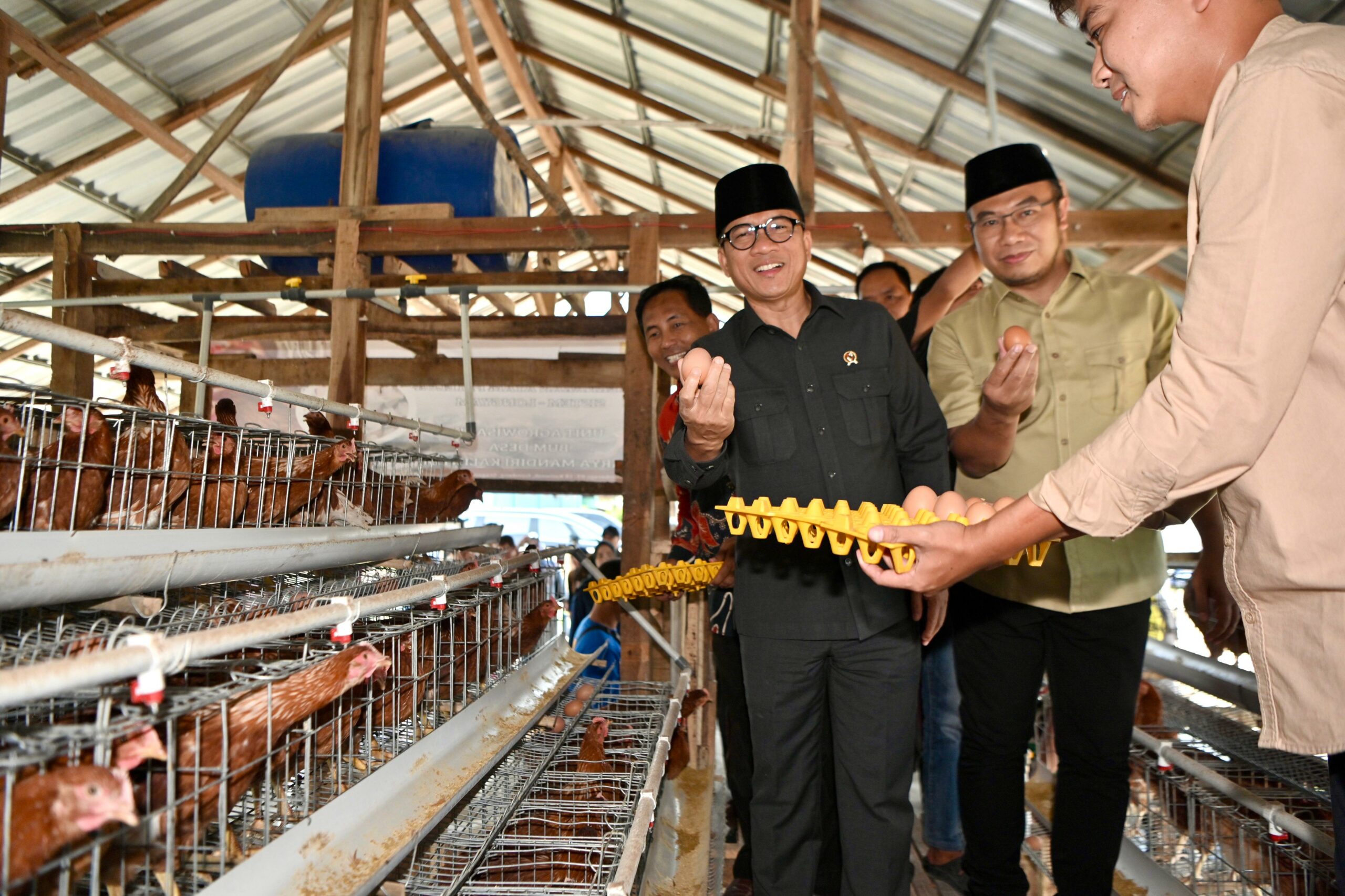 Mendes Yandri Saat Panen Telur Ayam di Desa Kaliwedi Kabupaten Sragen
