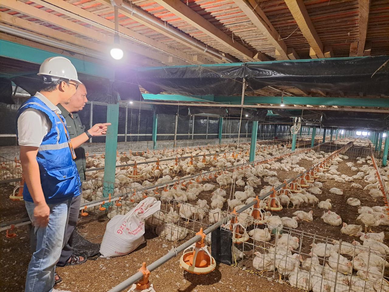 Kehadiran Energi Listrik yang Andal dan Terjangkau Berdampak Positif Bagi Daya Beli Masyarakat dan Pertumbuhan Ekonomi, Salah Satunya Terhadap Usaha Pembibitan Ayam di Muara Enim, Sumatera Selatan.