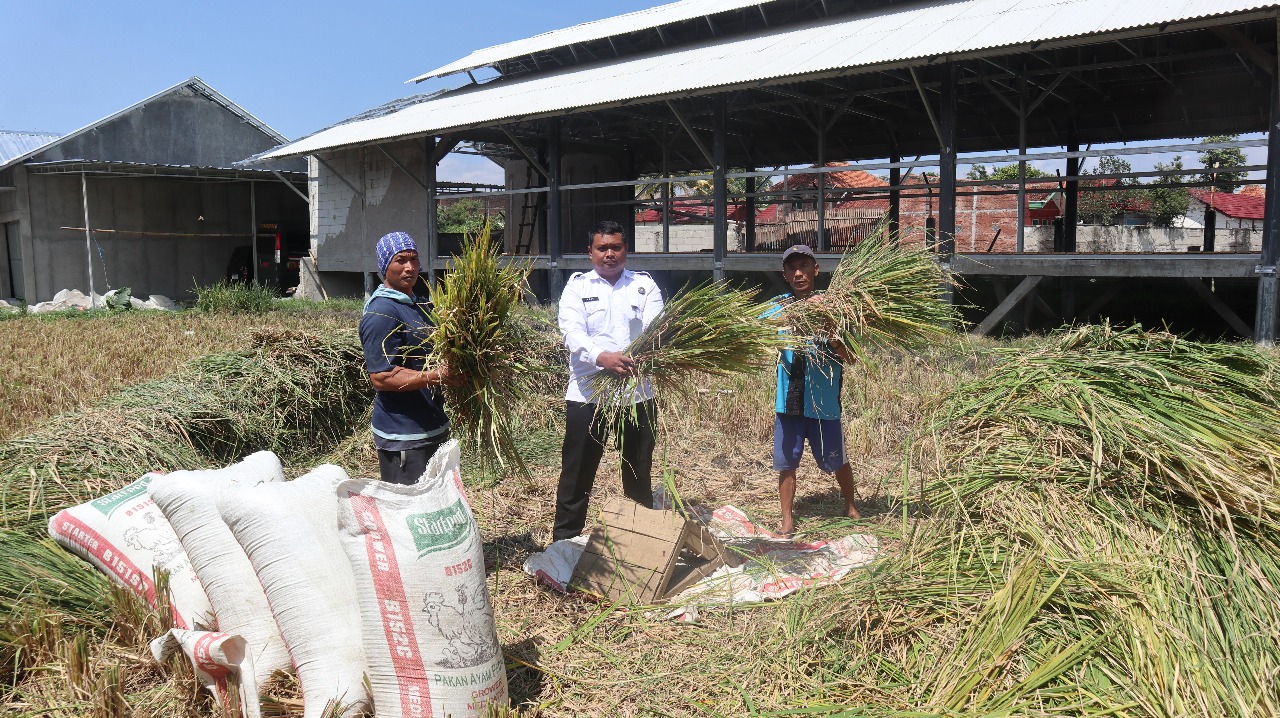 Warga Binaan Lapas Garut Raih Keterampilan Baru Lewat Panen Padi