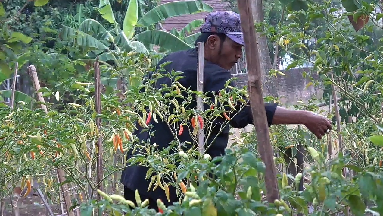 Bercocok Tanam Palawija Berjenis Cabai