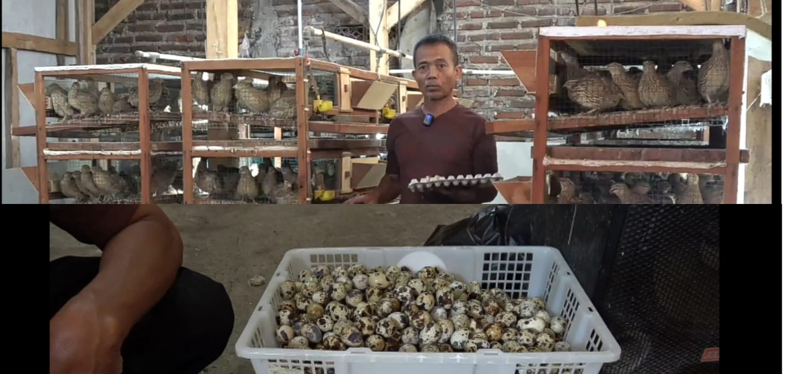 BUMDES Sugih Mulya Ternak Seribu Burung Puyuh, Panen 800 Butir Telur Perhari