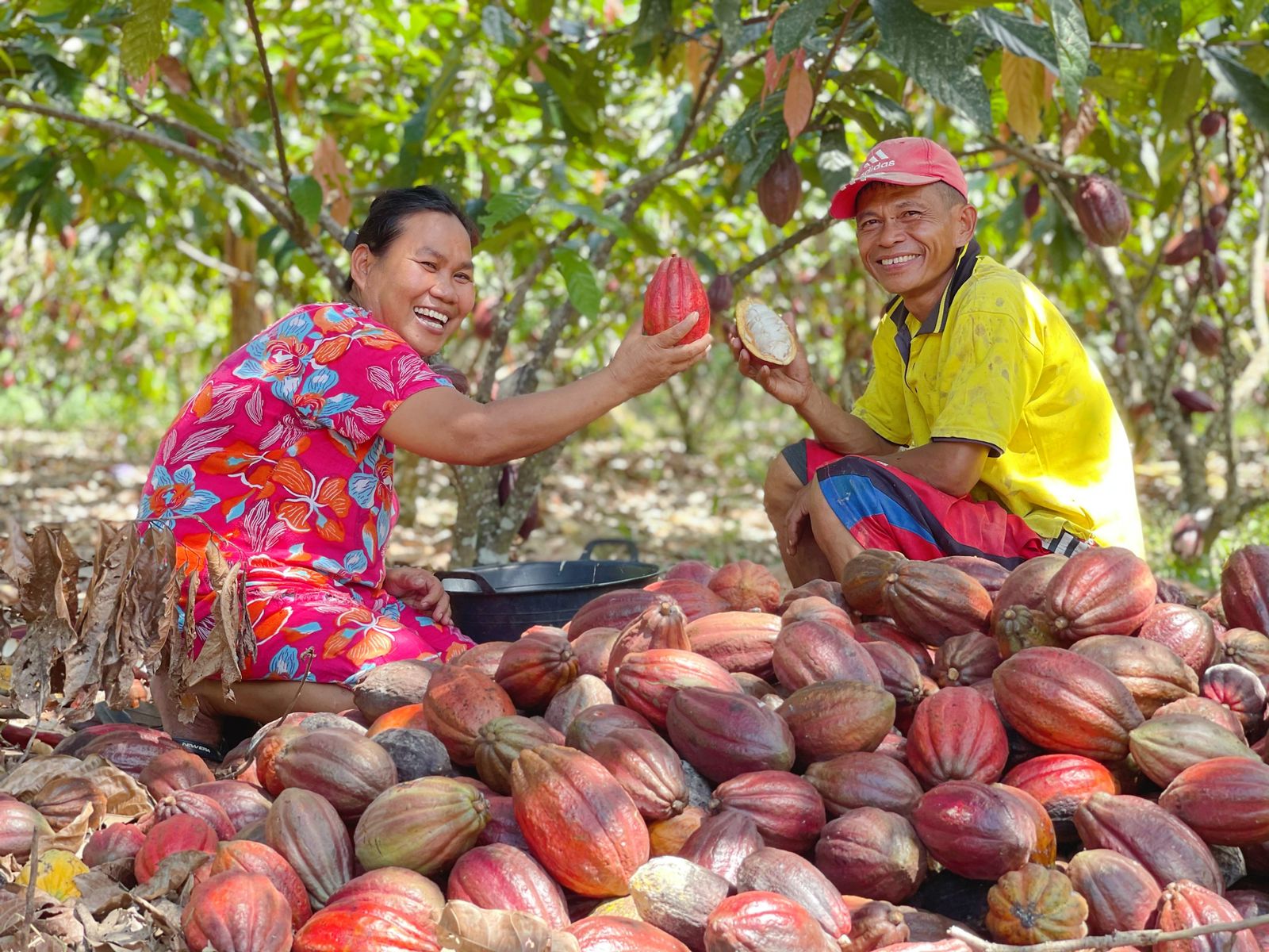 Dukung Petani Kakao RI, Mars Kucurkan Dana Rp47 Miliar Lewat Save the Children