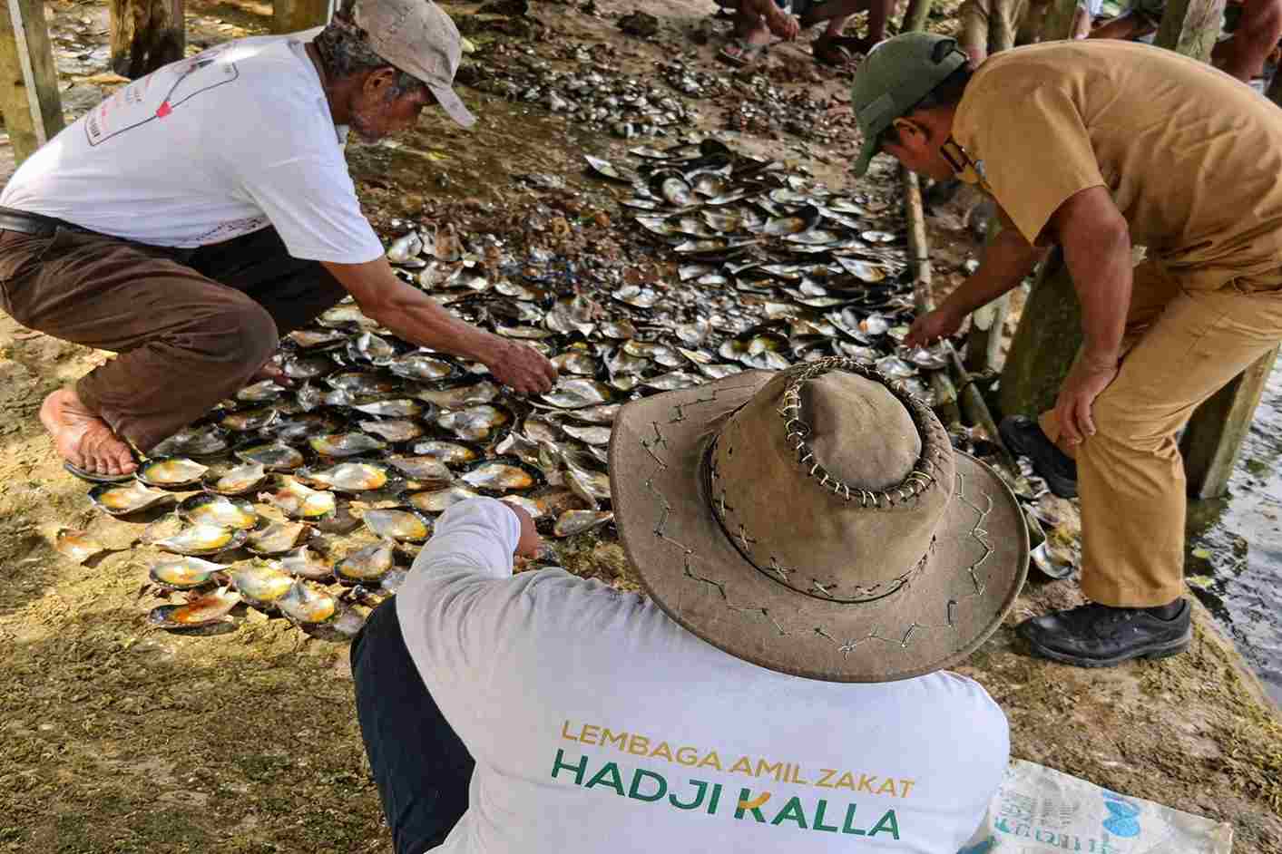 LAZ Hadji Kalla Dorong Warga Buton Tengah Mandiri Budidaya Kerang Mutiara
