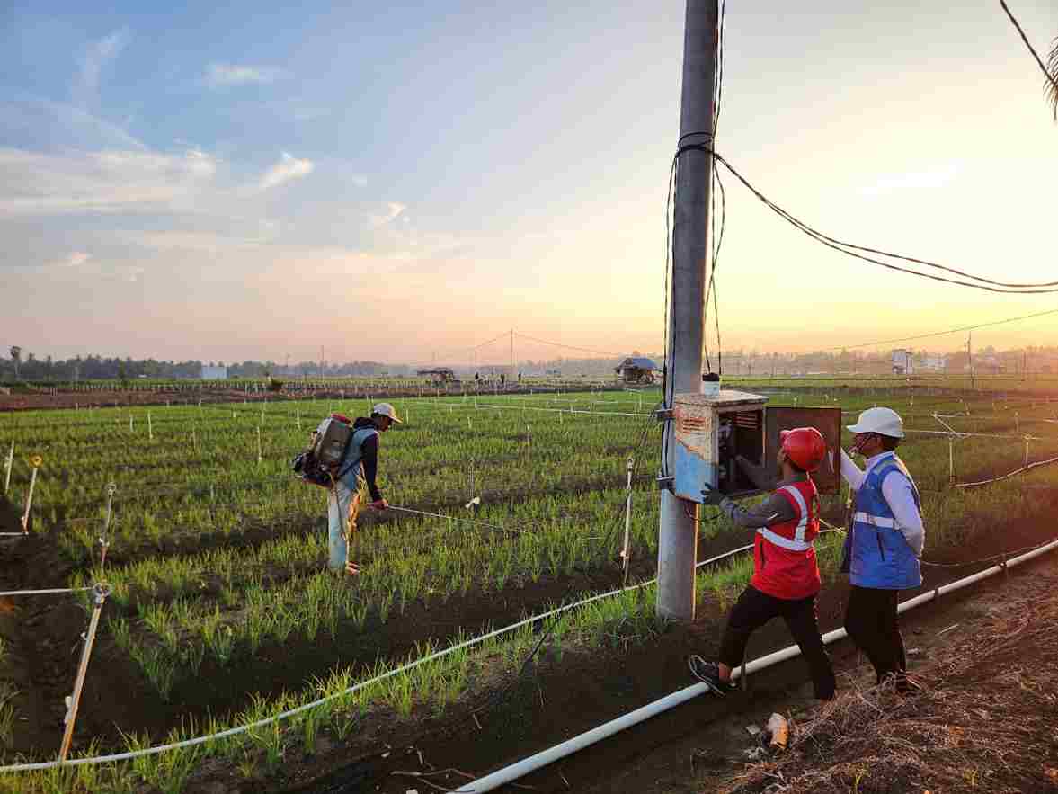 Listrik PLN Masuk Kebun Bawang Bone, Produksi Petani Naik Dua Kali Lipat