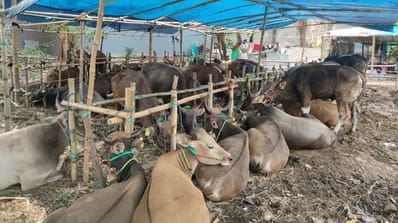 Baznas Kota Bekasi Tegaskan Tak Anggarkan Pengadaan Hewan Kurban Tahun Ini