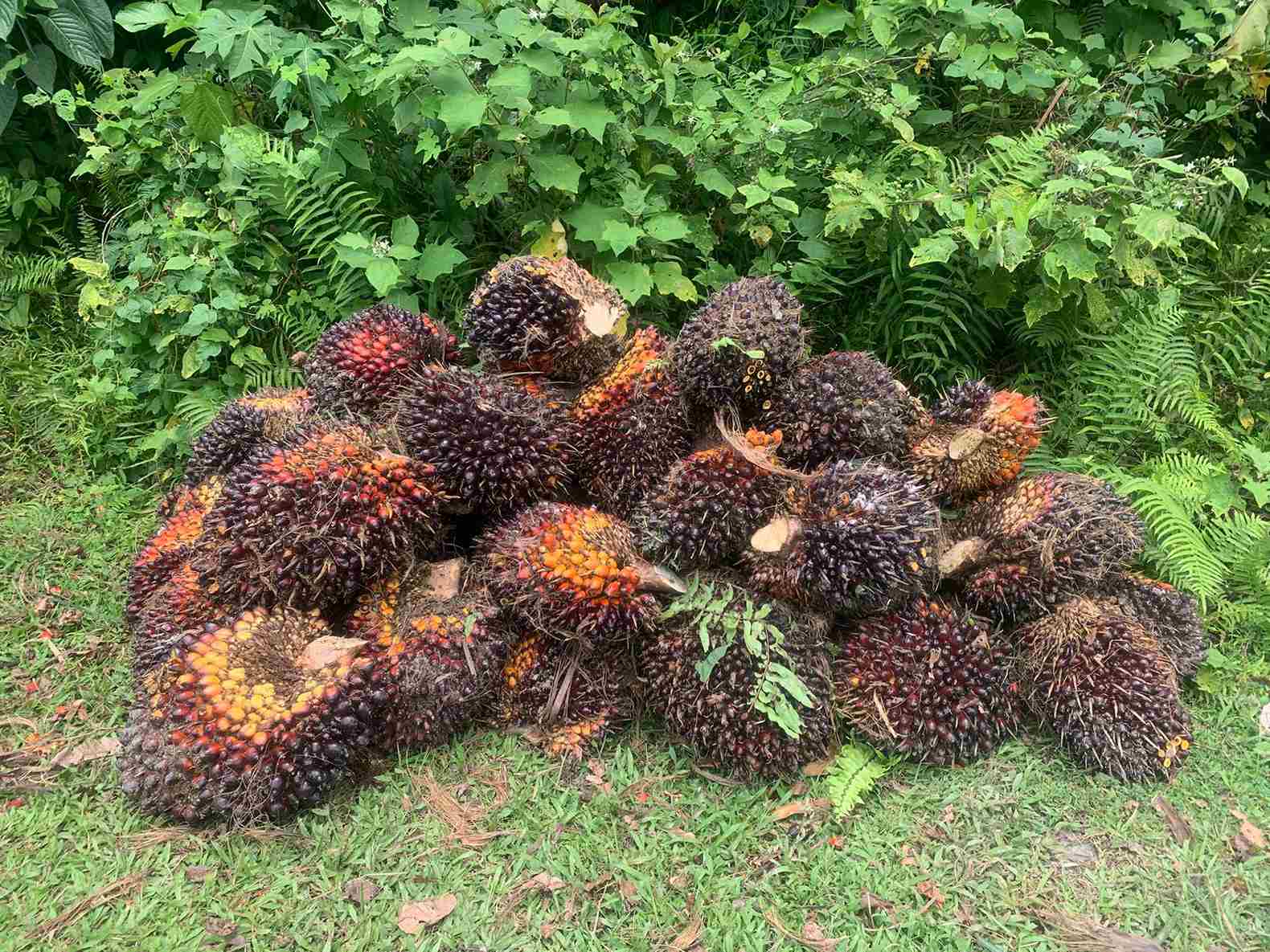 Harga Sawit Lesu, Publik hingga DPRD Soroti Peran Pemerintah dan Organisasi Petani di Sulsel