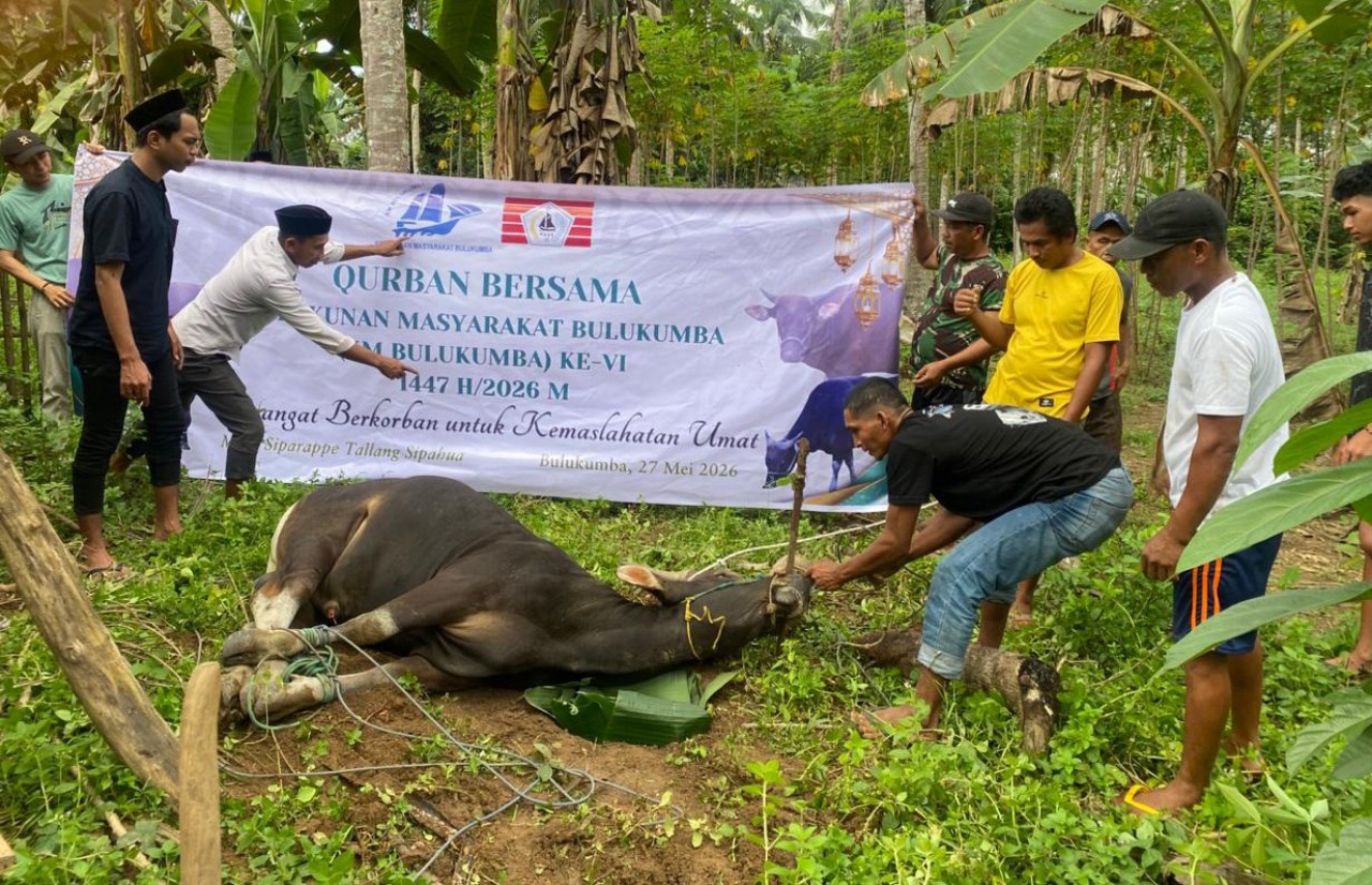 KM Bulukumba Tebar 13 Sapi Kurban ke Sejumlah Desa, Ini Kata Bupati Andi Utta