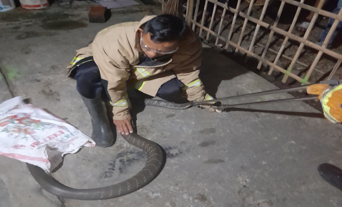 Bikin Panik, 2 Ekor Raja Kobra Menyelinap di Rak Piring di Cilacap, Damkar Berhasil Evakuasi