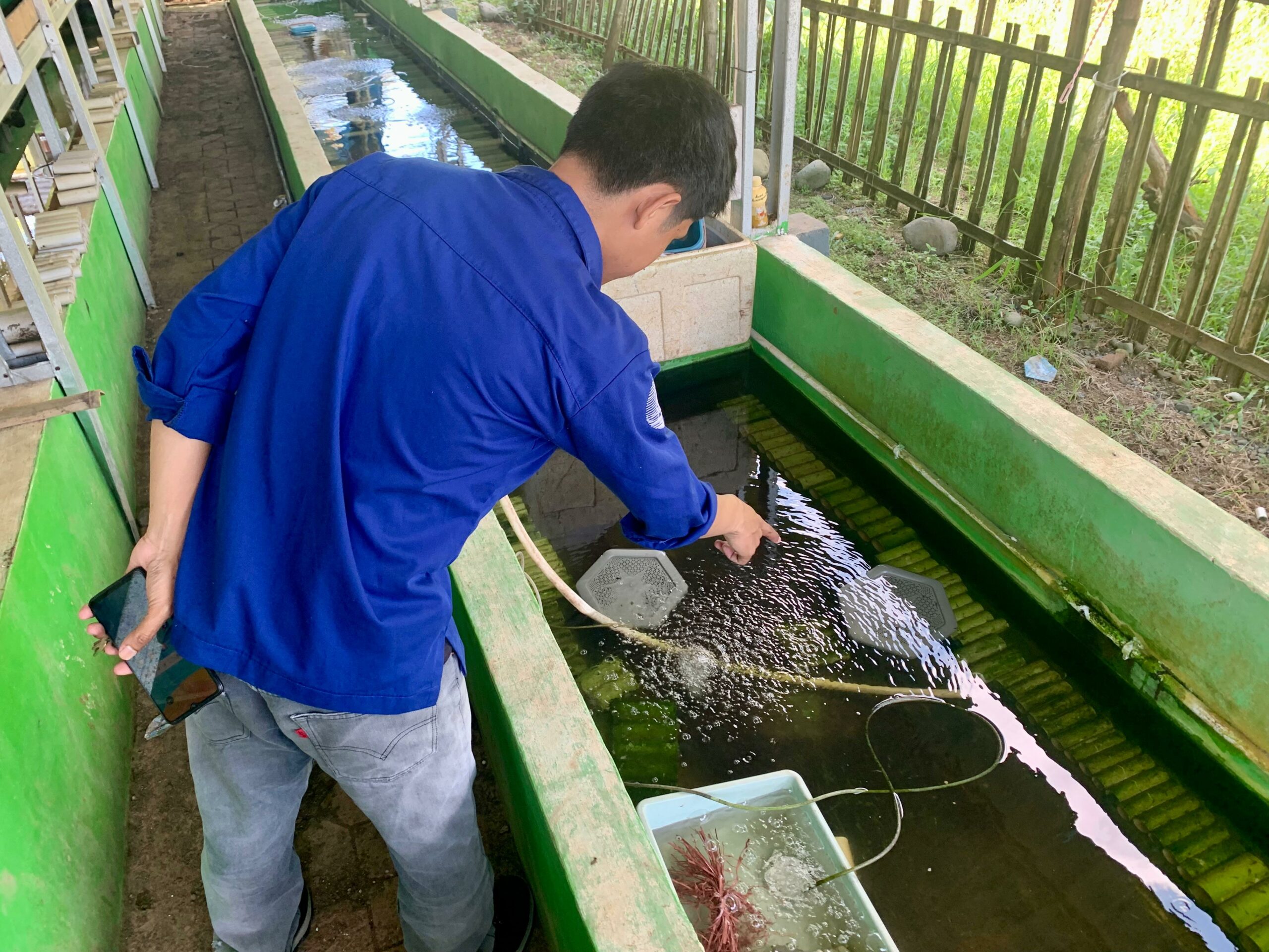 Desa BRILian Paccelekang: Cerita Inovasi Budidaya Lobster Air Tawar Jadi Motor Penggerak Ekonomi Desa